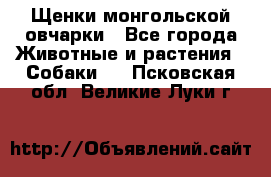 Щенки монгольской овчарки - Все города Животные и растения » Собаки   . Псковская обл.,Великие Луки г.